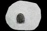 Phaetonellus Trilobite (Uncommon Proetid) - Morocco #108690-5